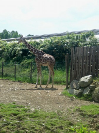 girafe1.jpg